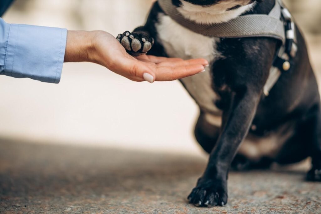 How to Inspect Your Dog’s Paws at Home