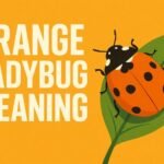 Orange Ladybug Meaning What This Colorful Beetle Really Tells You