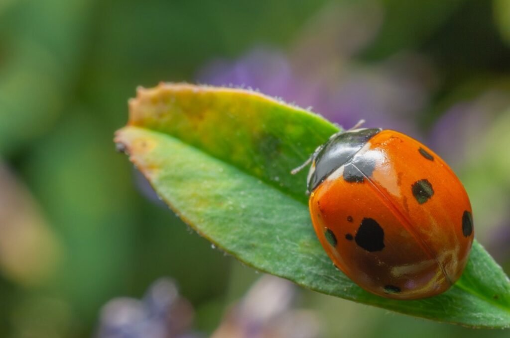 Orange Ladybug in the Garden What Does It Mean for Plants
