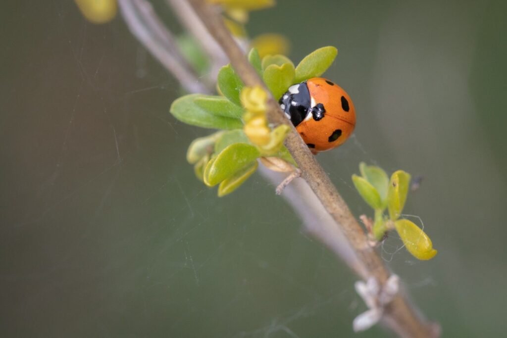 What Does the Orange Ladybug Meaning Symbolize Spiritually