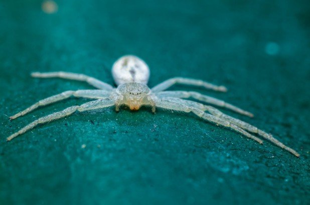 Cultural and Mythological Symbolism of White Spiders