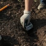 how to get rid of moles