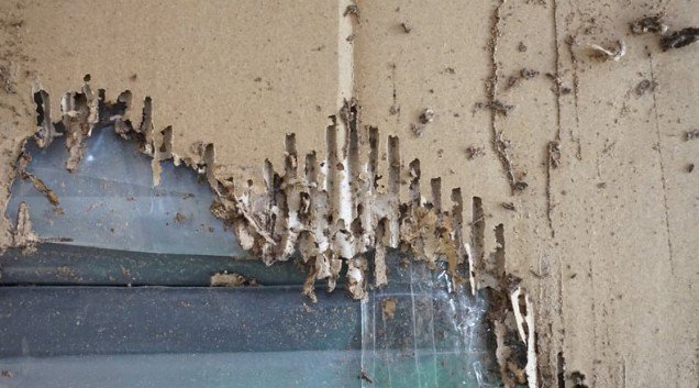 Termites love damp cardboard