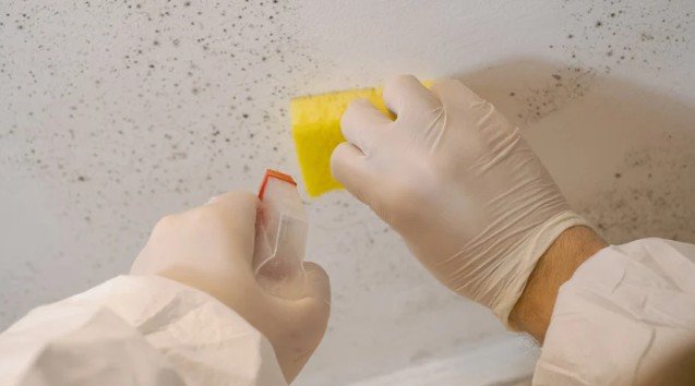 Termites adore damp environments