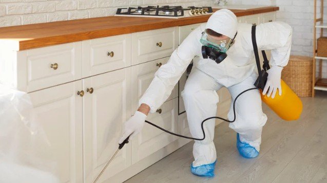 Which Professional Method Should You Choose When You Truly Want to Know How to Get Rid of Termites?