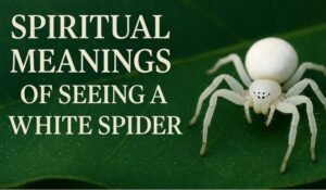 Spiritual Meanings of Seeing a White Spider: What It Really Symbolizes