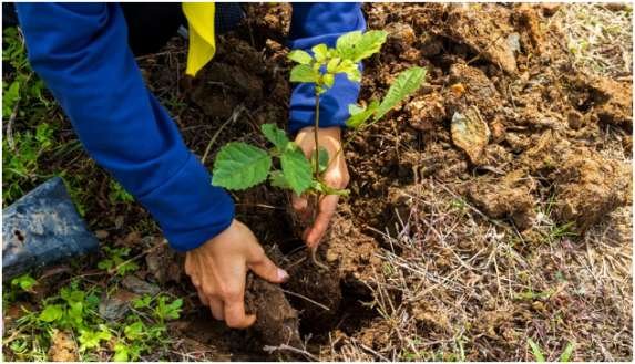 Choose Native Plants