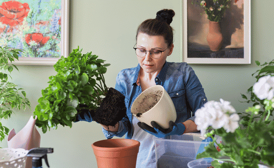 The Benefits of Buying Healthy Plants in Larger Quantities (2)