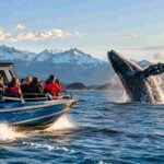 Experience the Thrill of the Thunder Jet Boat Whale Watching Combo