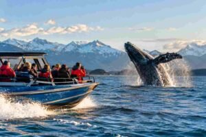 Experience the Thrill of the Thunder Jet Boat Whale Watching Combo